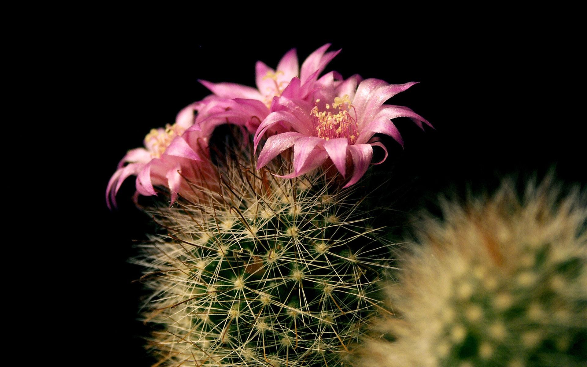 fioritura cactus così così