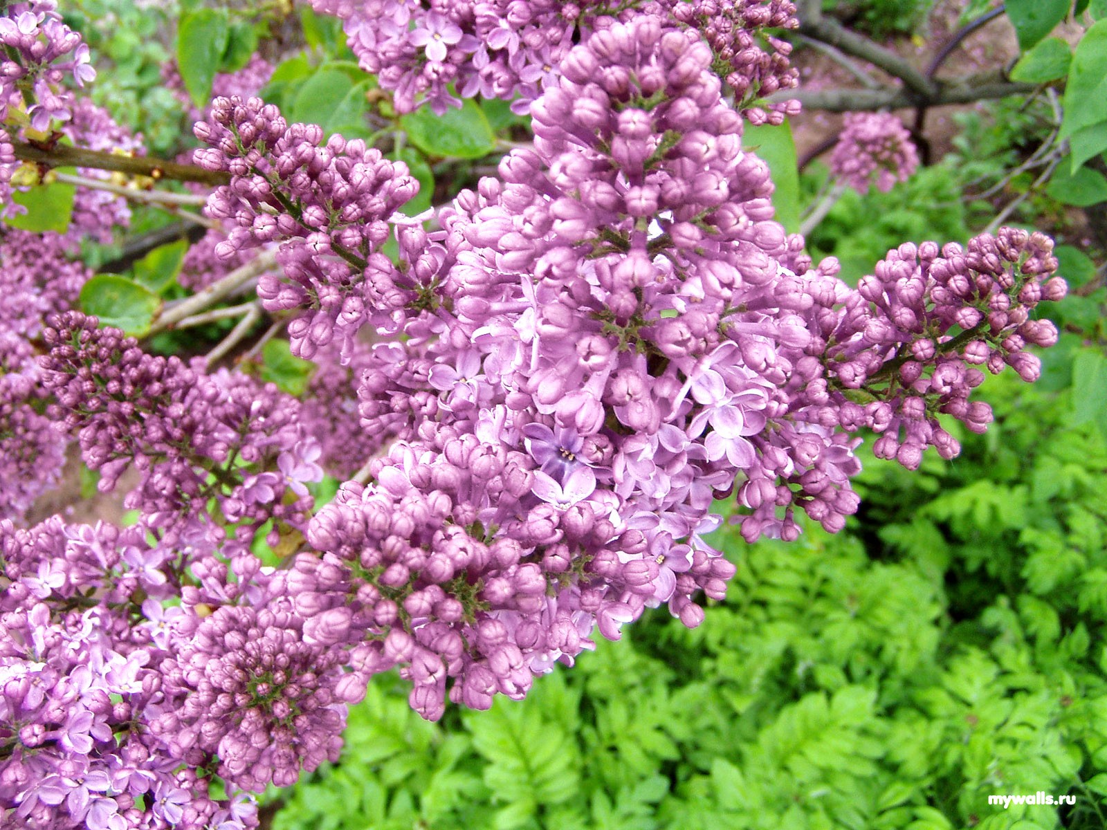 lilas buisson floraison