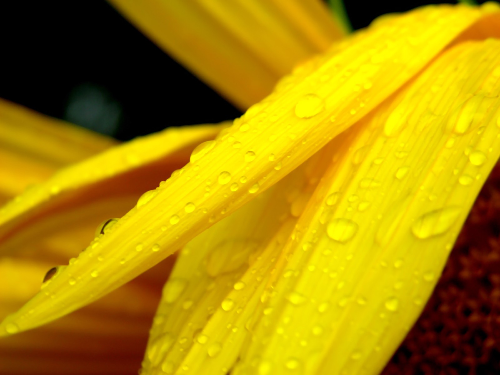 flor amarillo