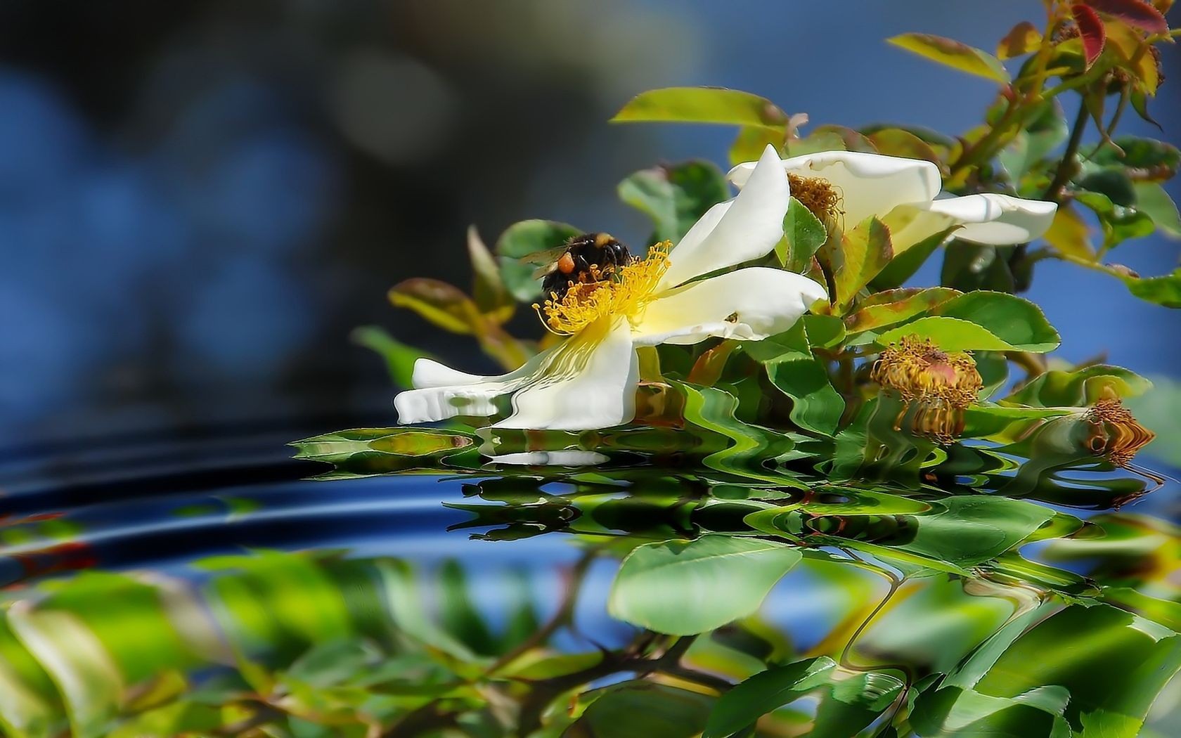 dog rose bee reflection