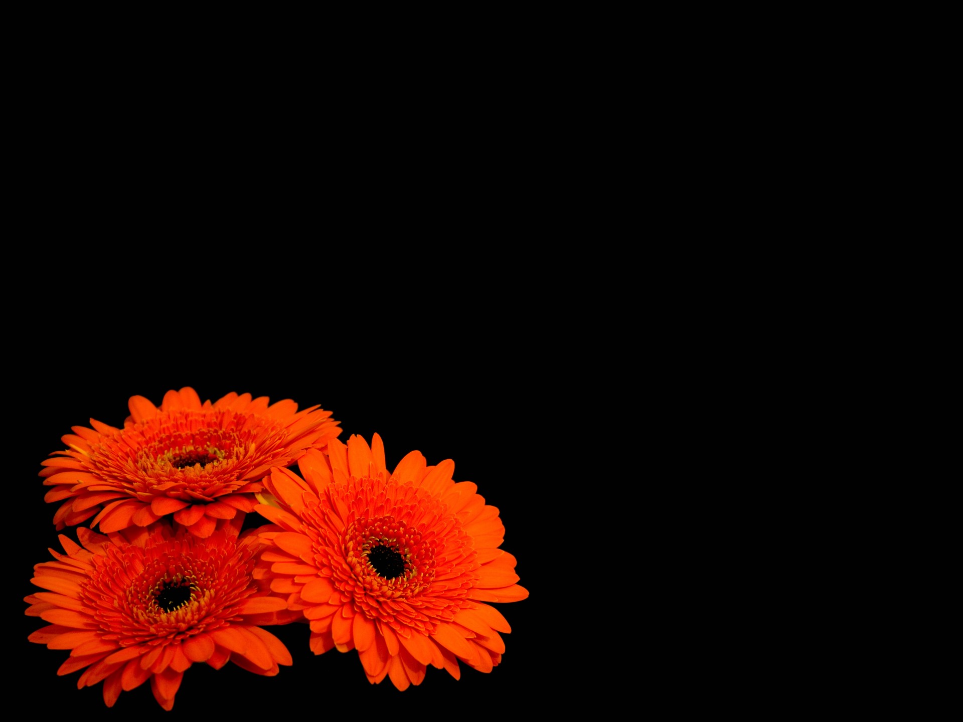 gerbera schwarzer hintergrund blumen