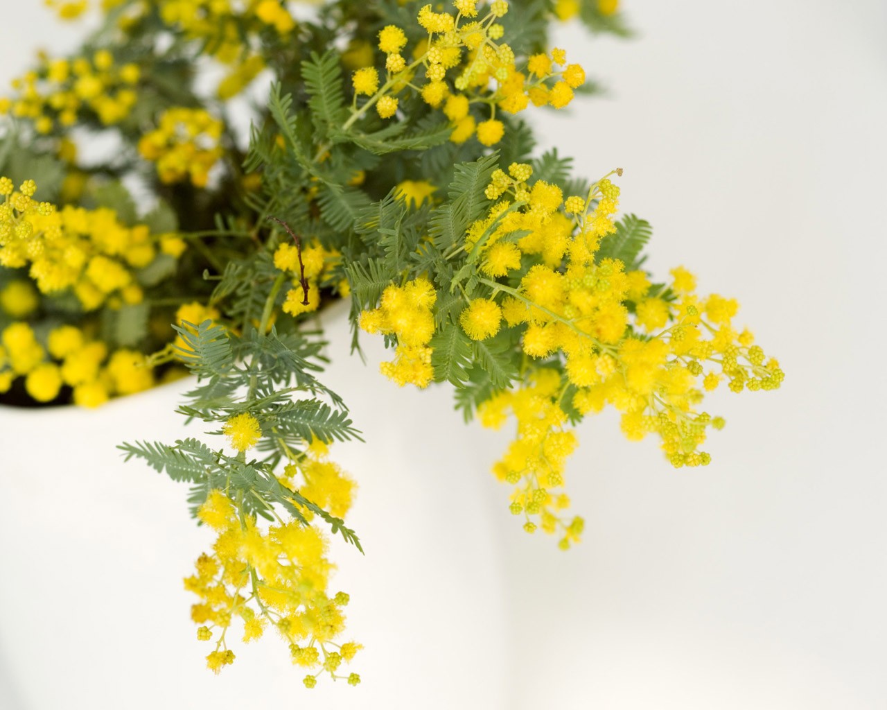 8. märz mimose zweig