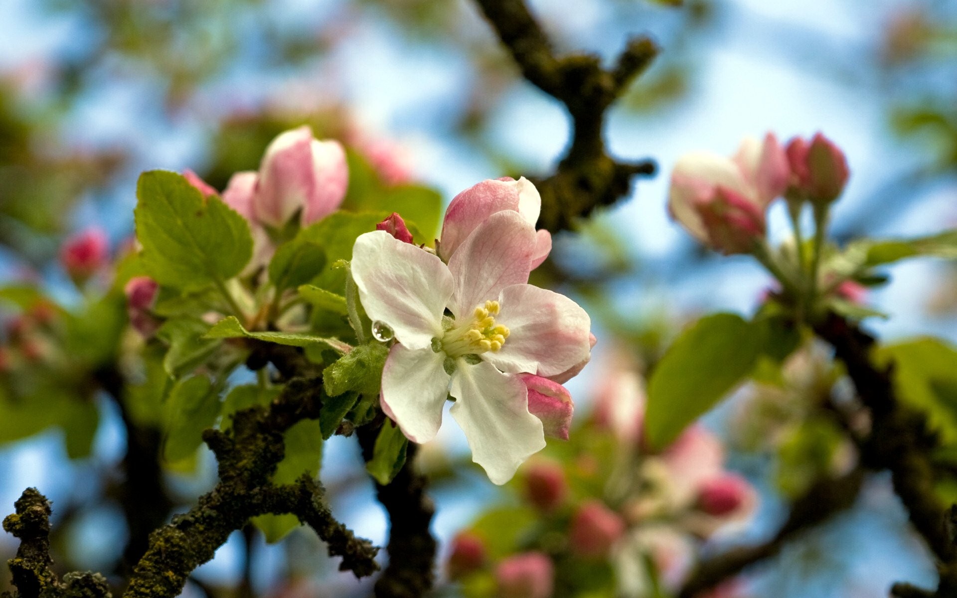 flower tree spring