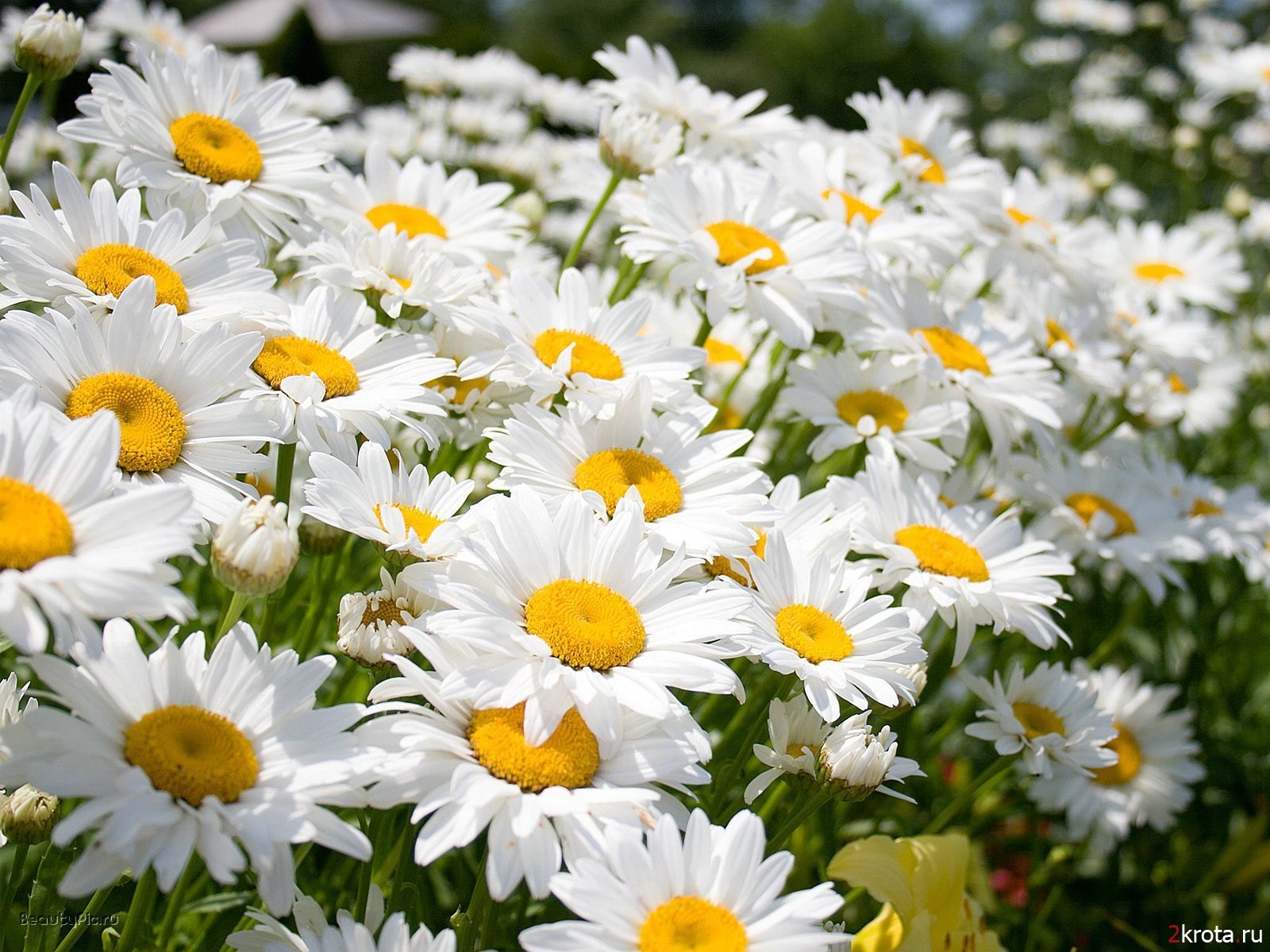 chamomile white flower summer bright