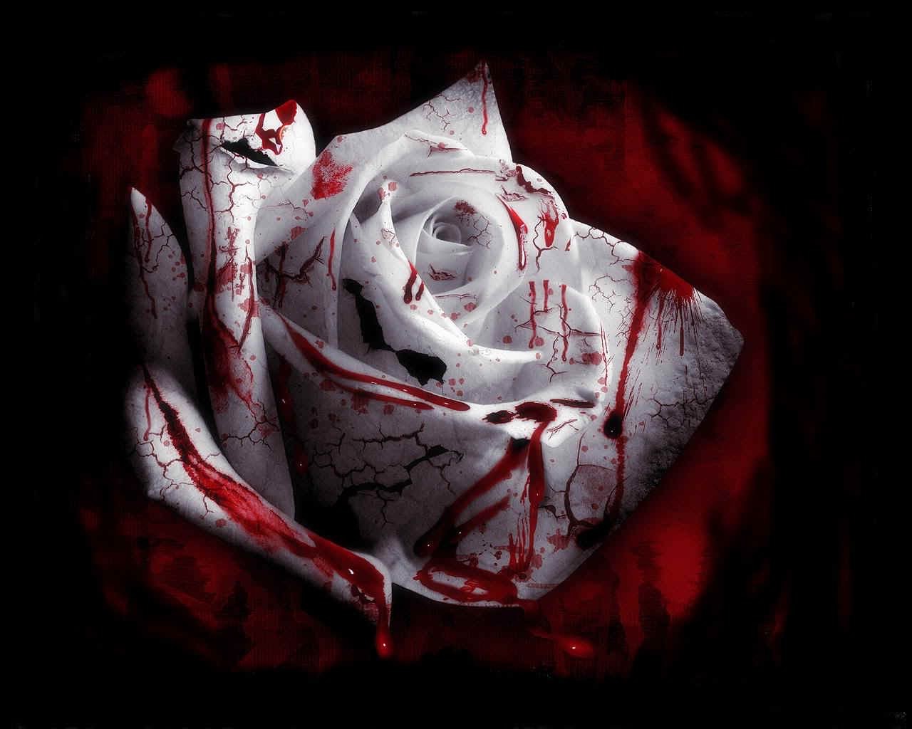 rose blut blume