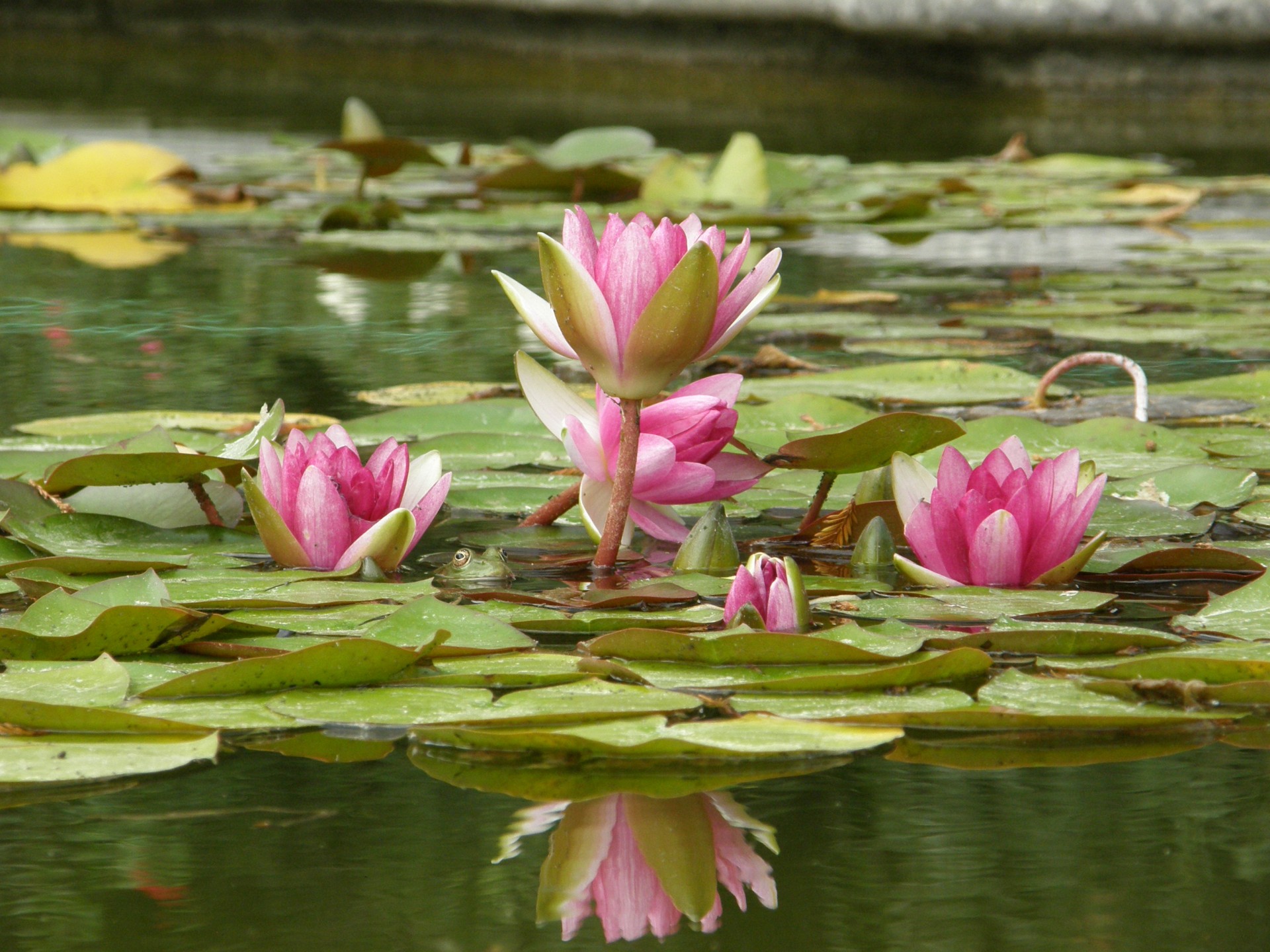 lotus eau crapaud grenouille feuille