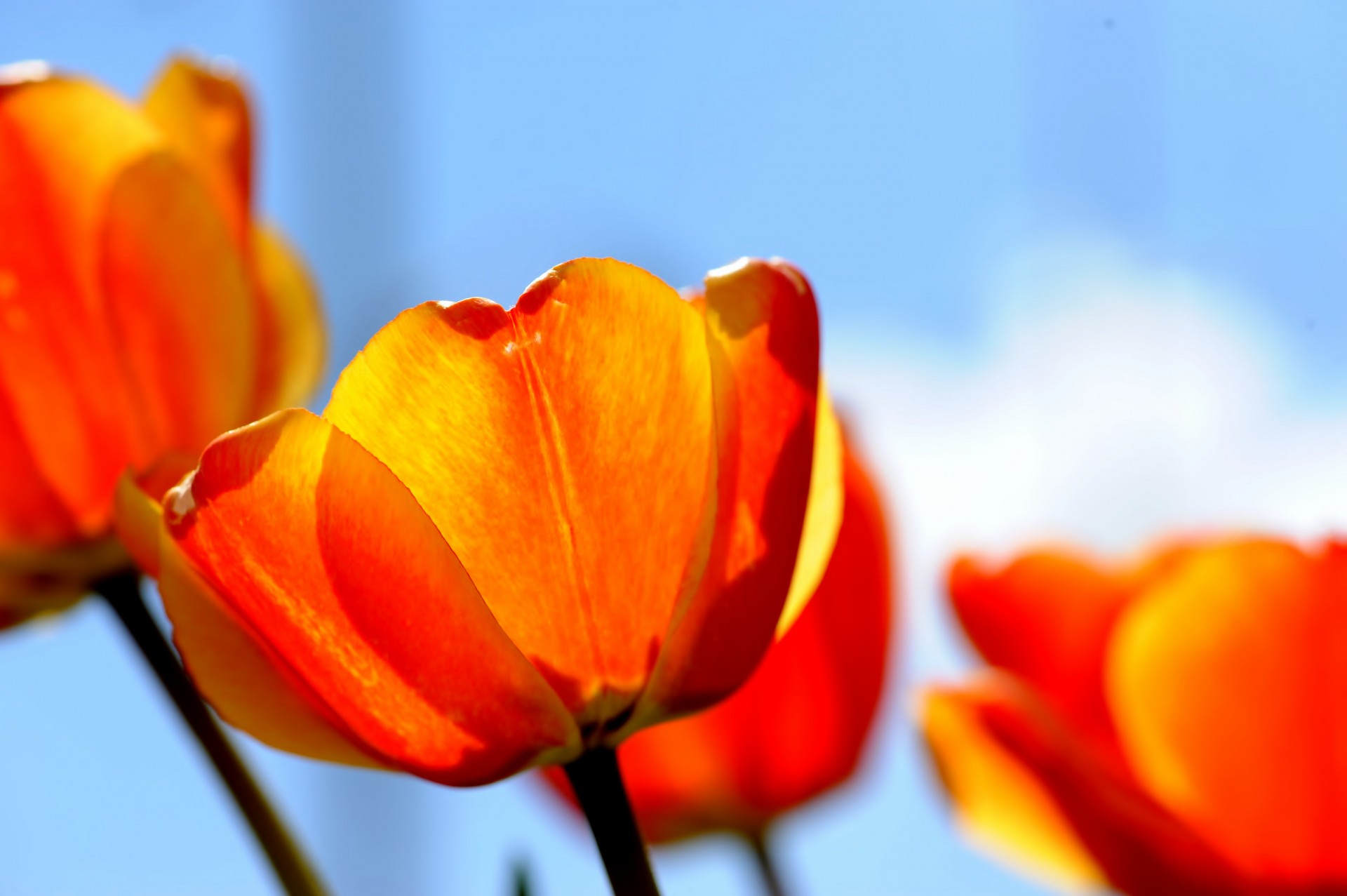 tulipes fleurs 8 mars