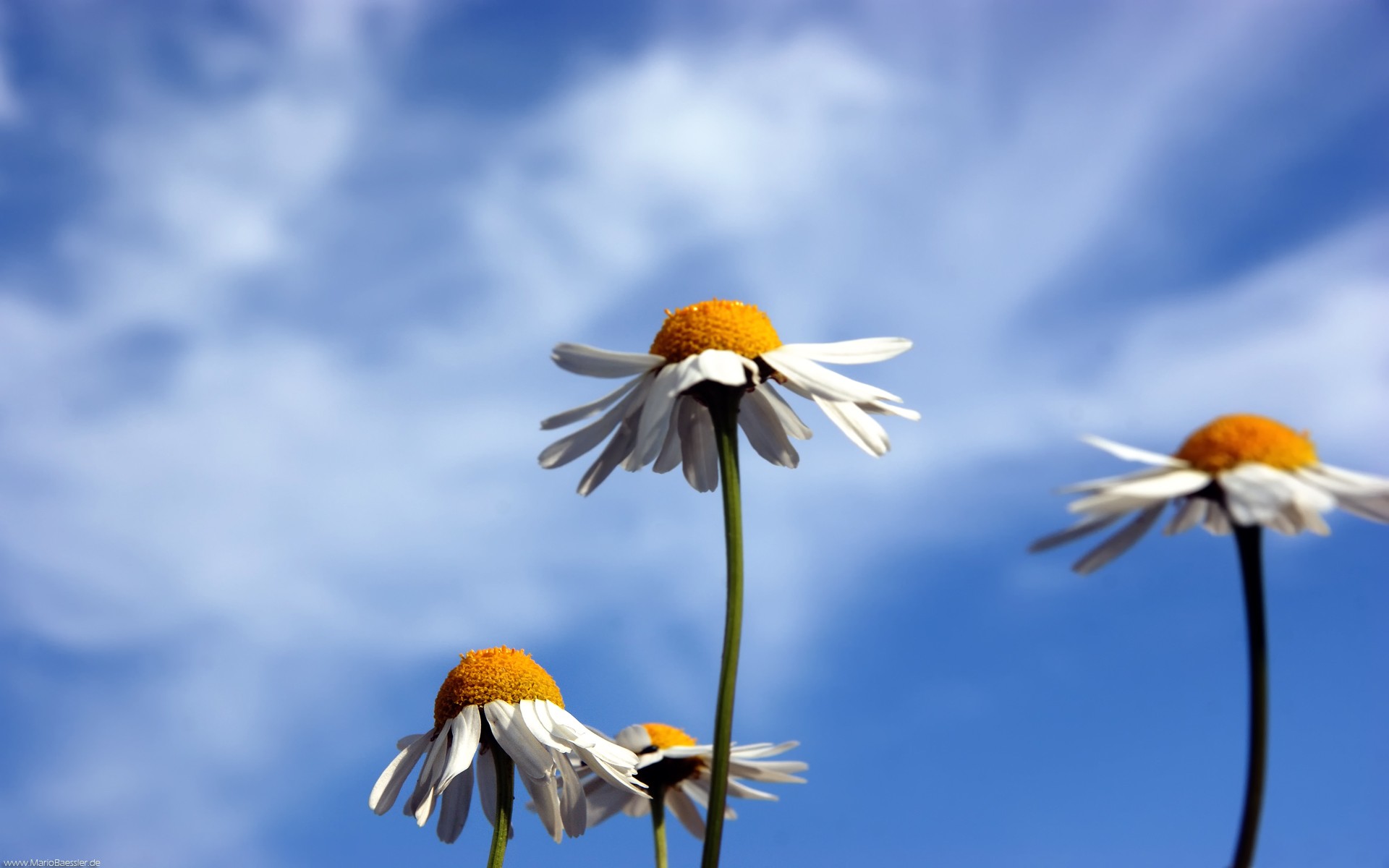 gänseblümchen himmel natur