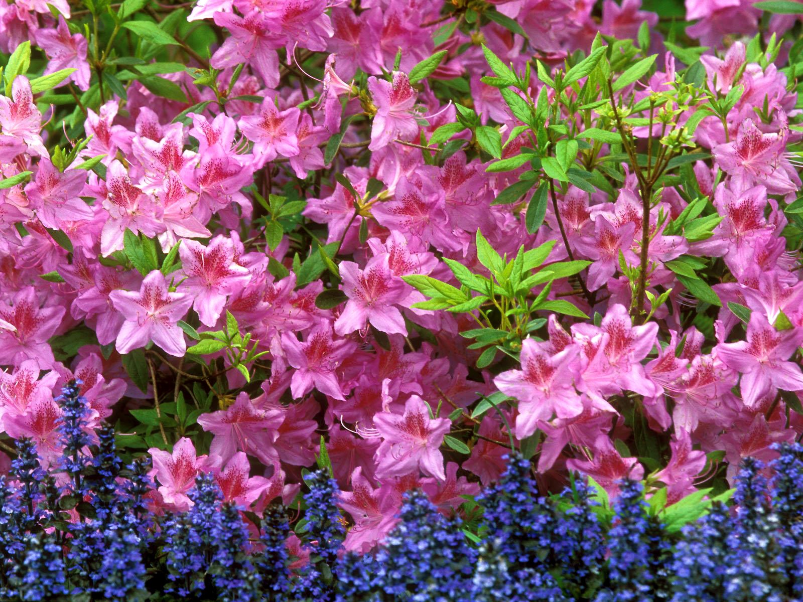 Красивые цветущие кусты многолетники фото и названия