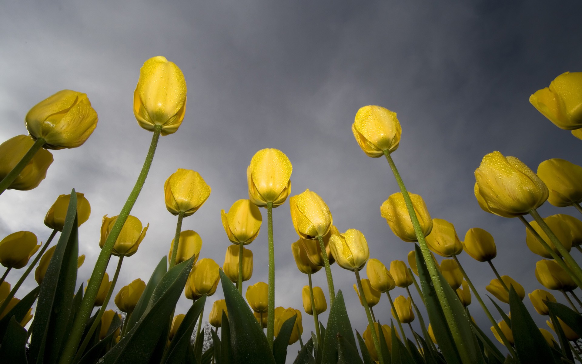 tulipanes amarillo rocío cielo verde