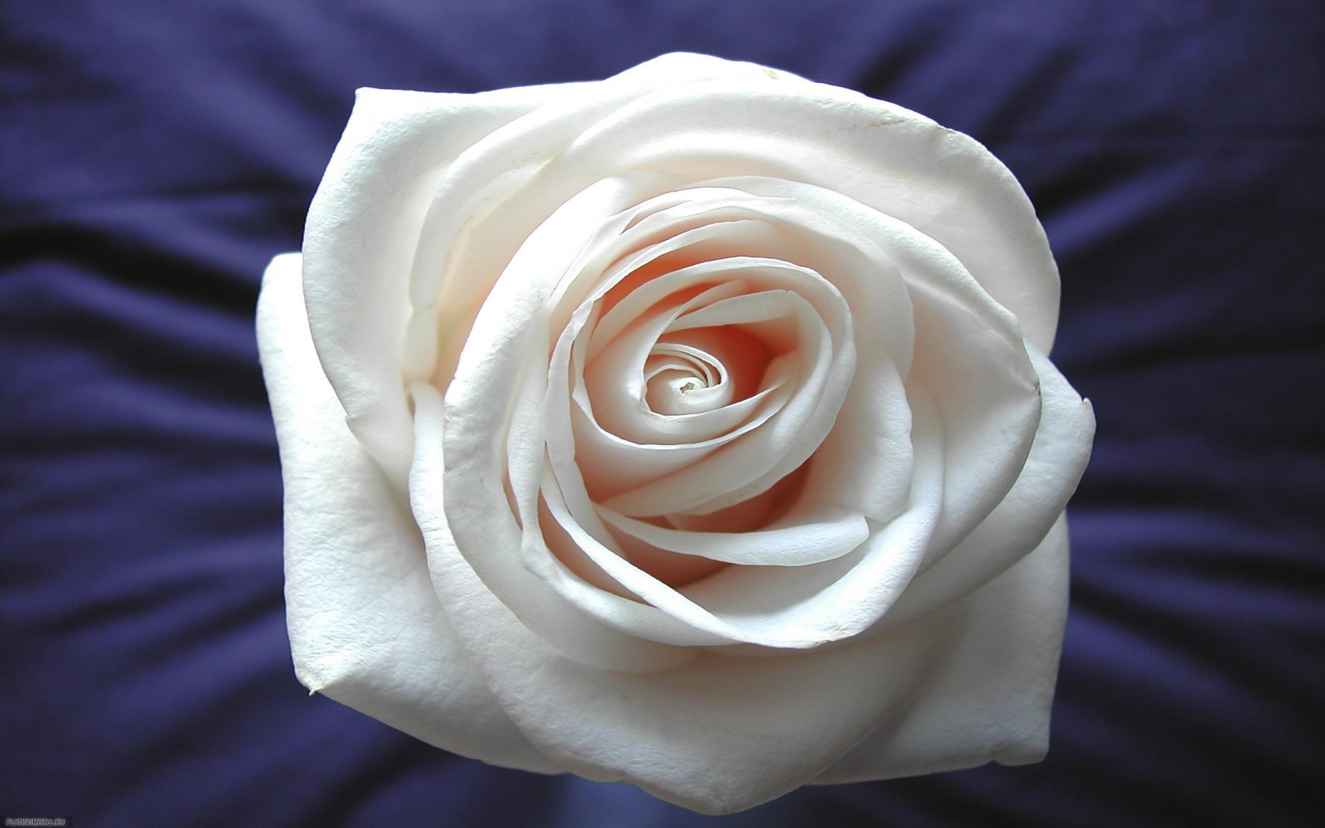 rose blanc sur fond