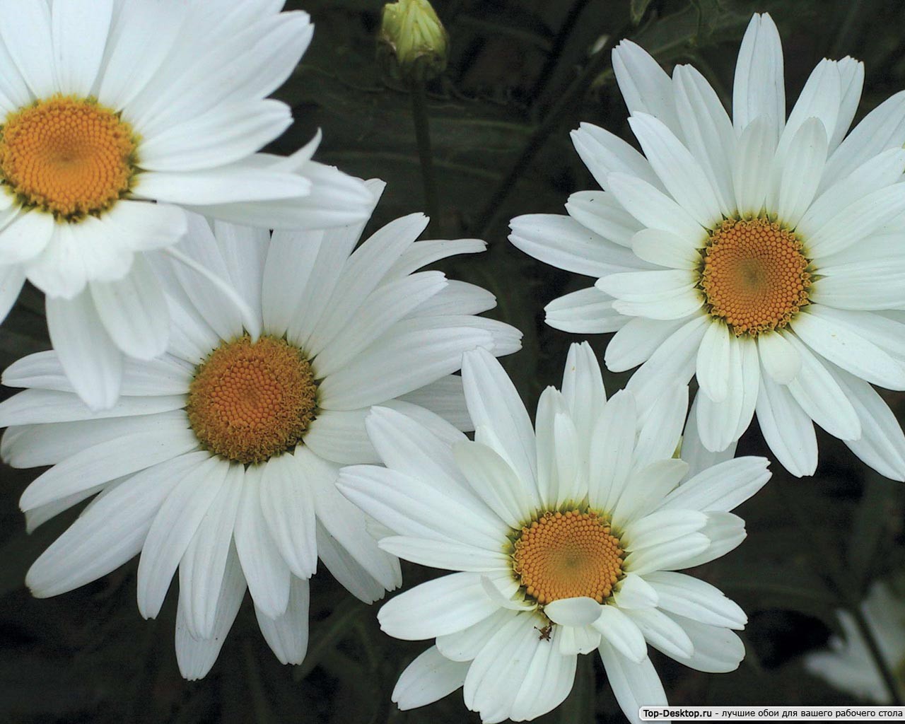 flower chamomile tell fortune