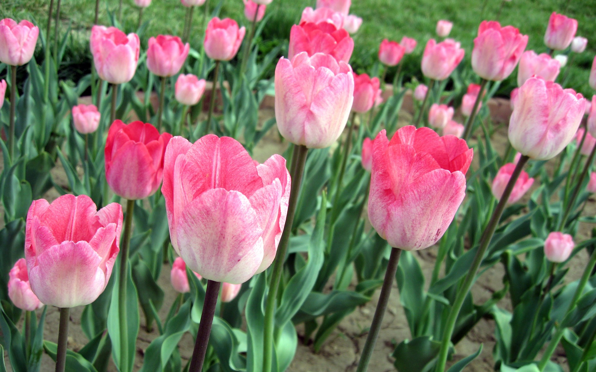 tulipes rose champ de fleurs