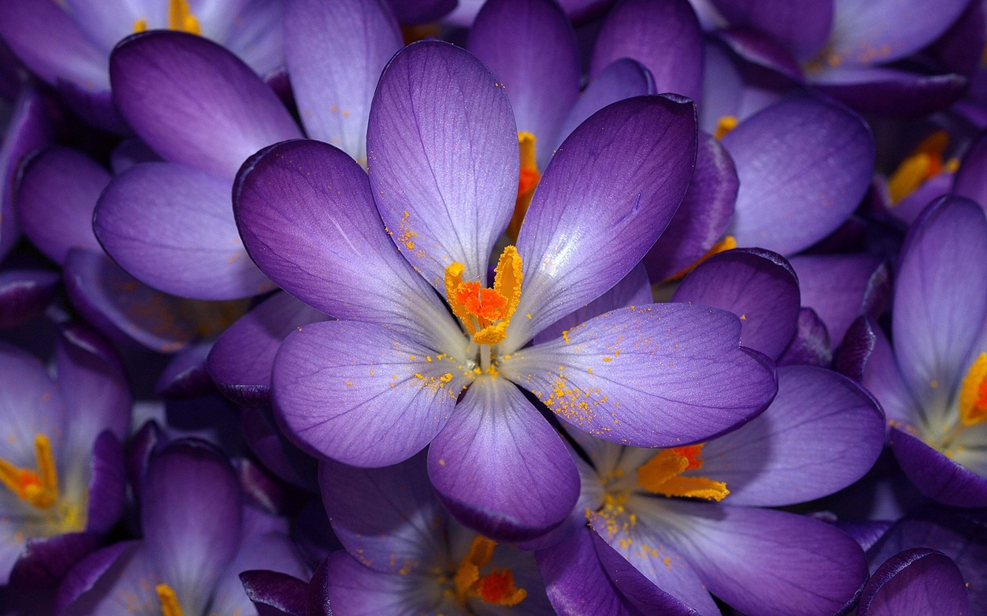 lila blumen nein ich weiß wie sie heißen