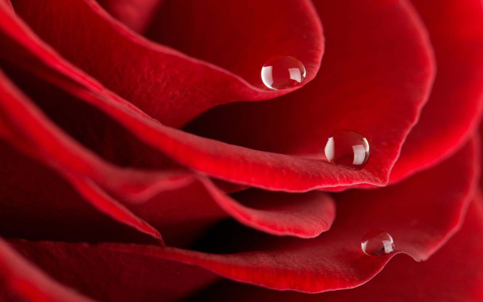 rose tau tropfen blütenblätter rot