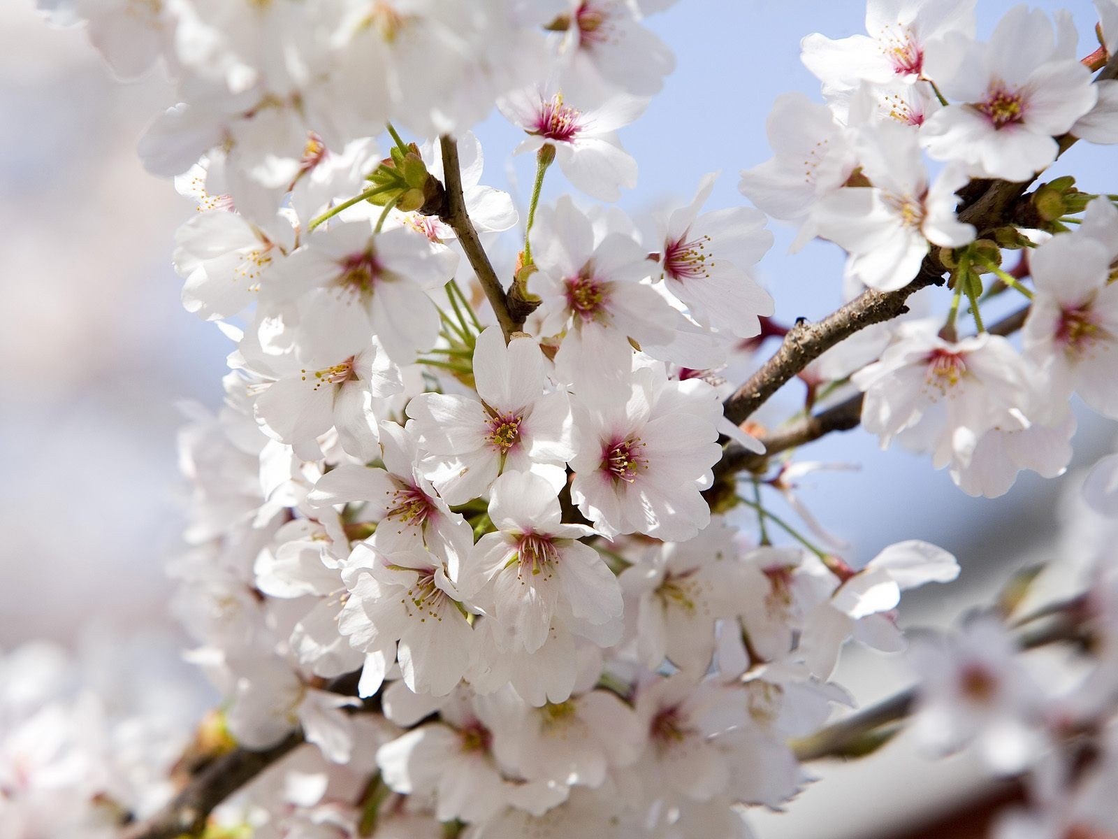 apple blossom white branche