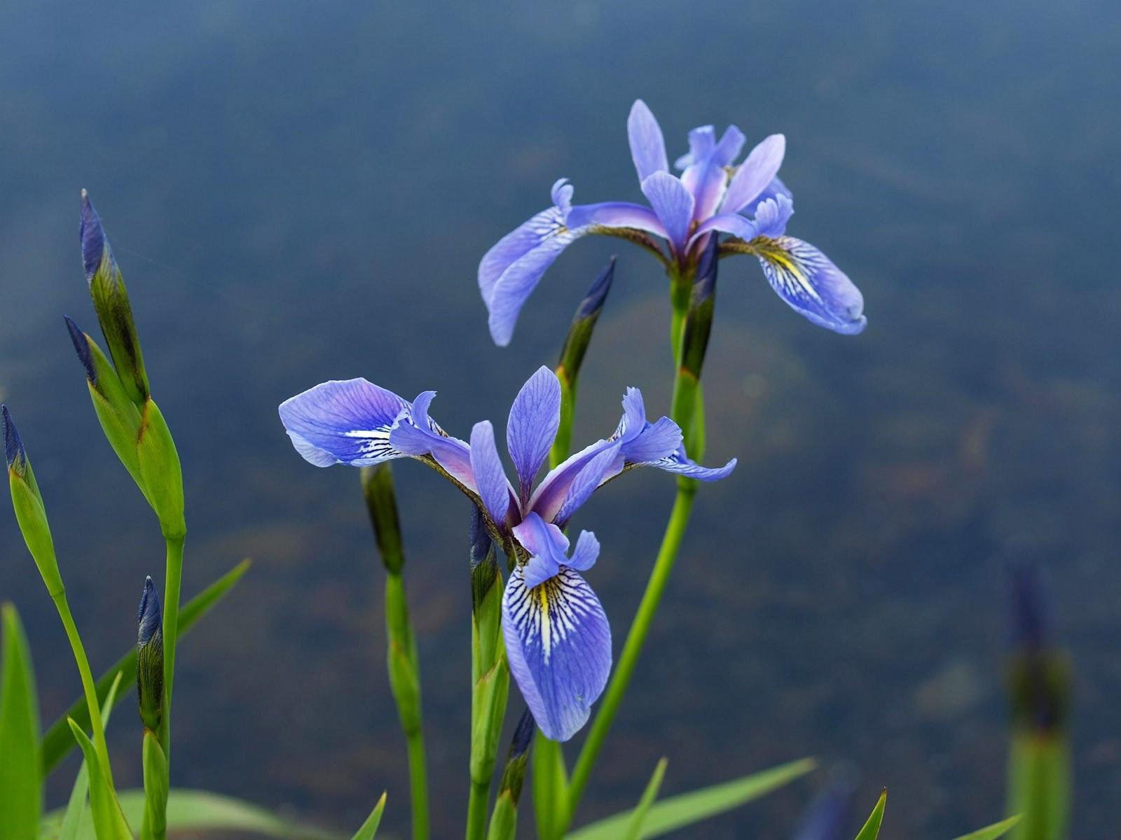 fleurs violet eau