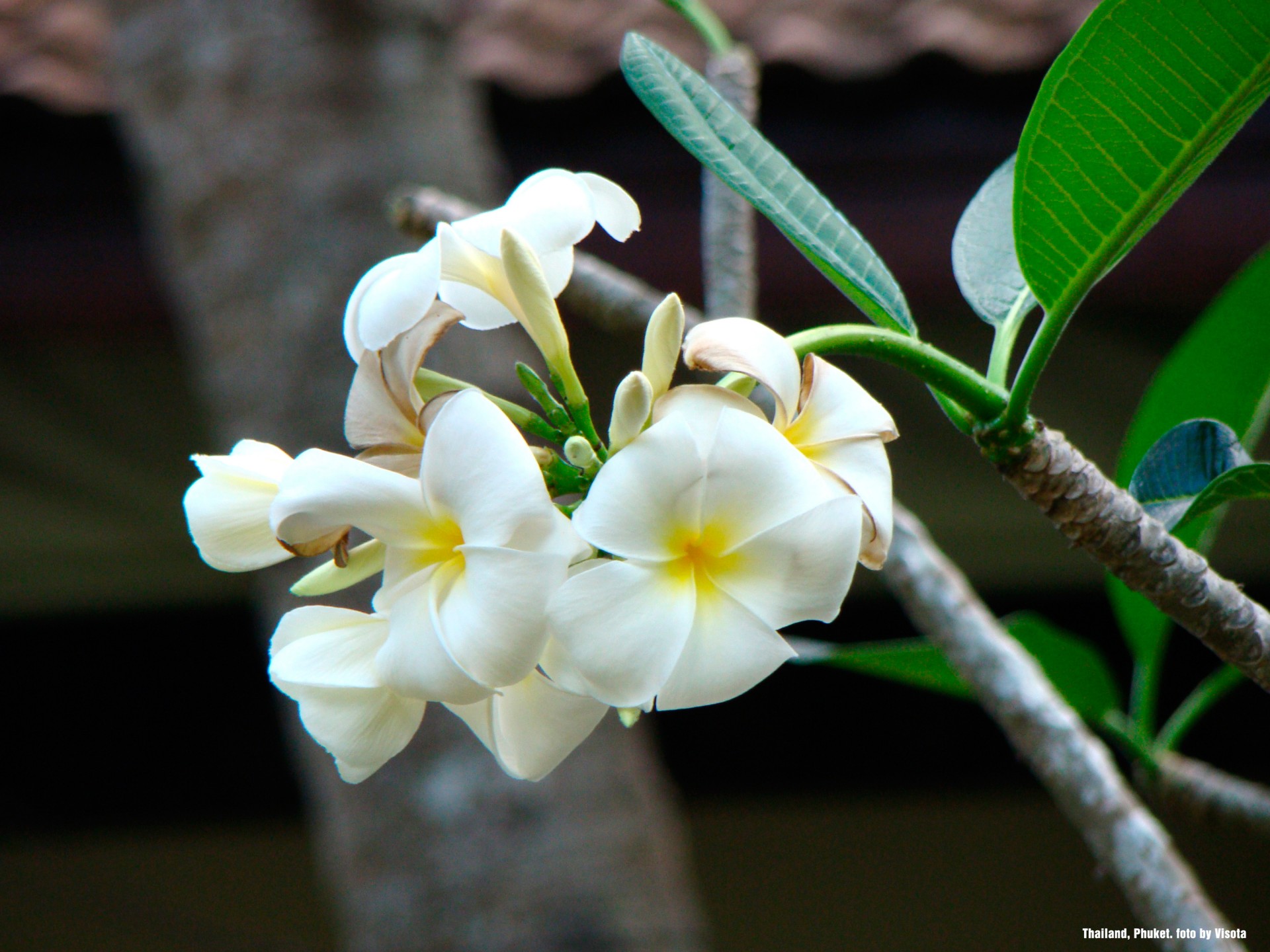 orquídea tailandia phuket