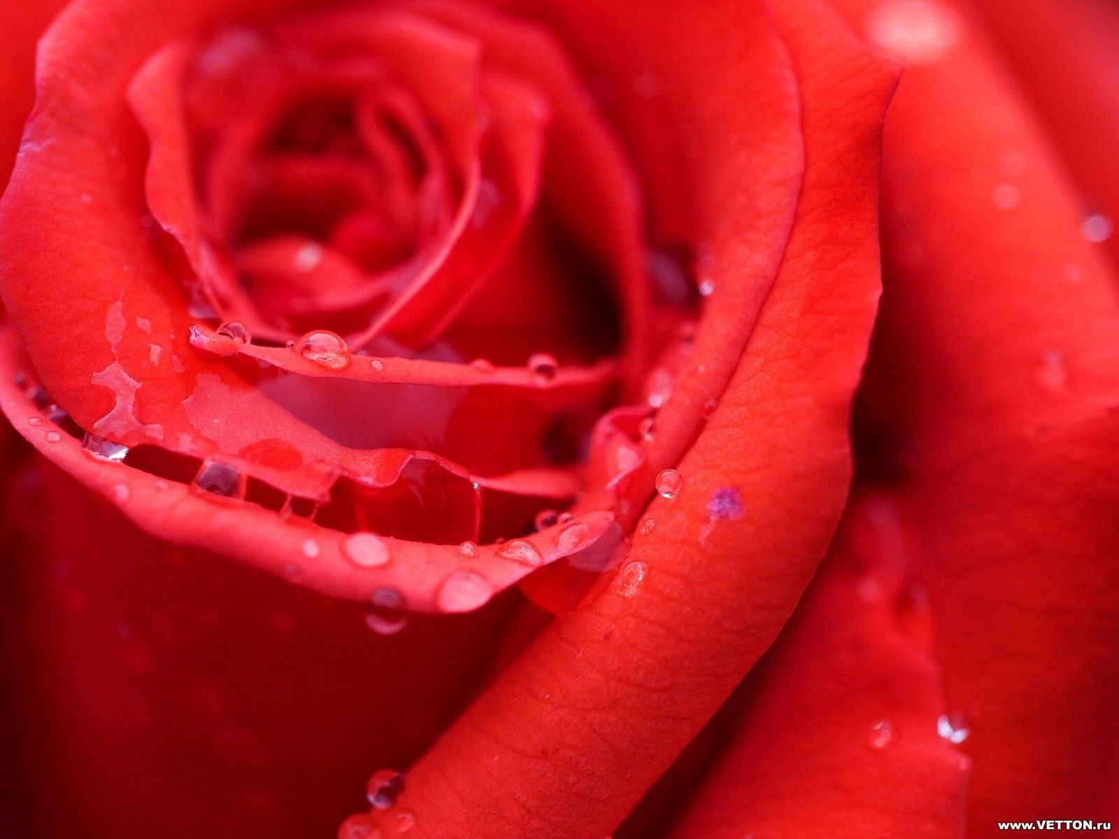 rote schöne blutige rose