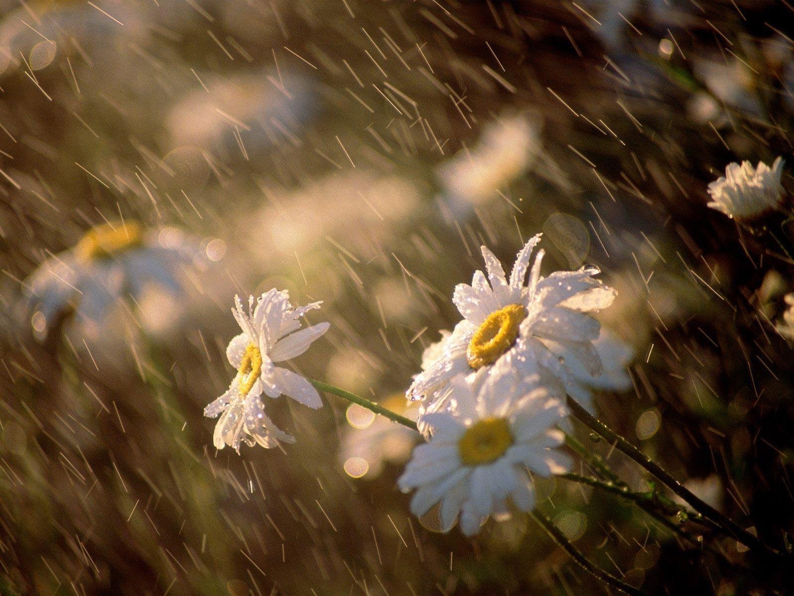 marguerites fleurs gouttes lumière