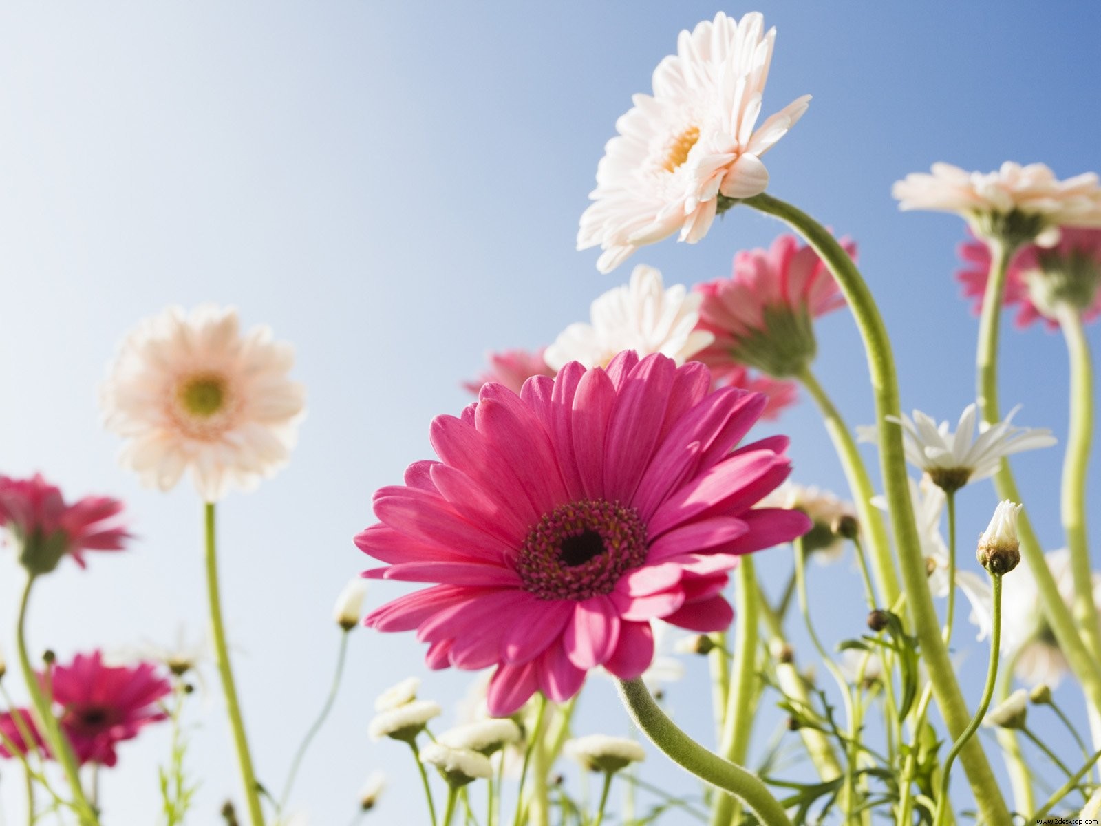 fleurs gerbera ciel journée ensoleillée