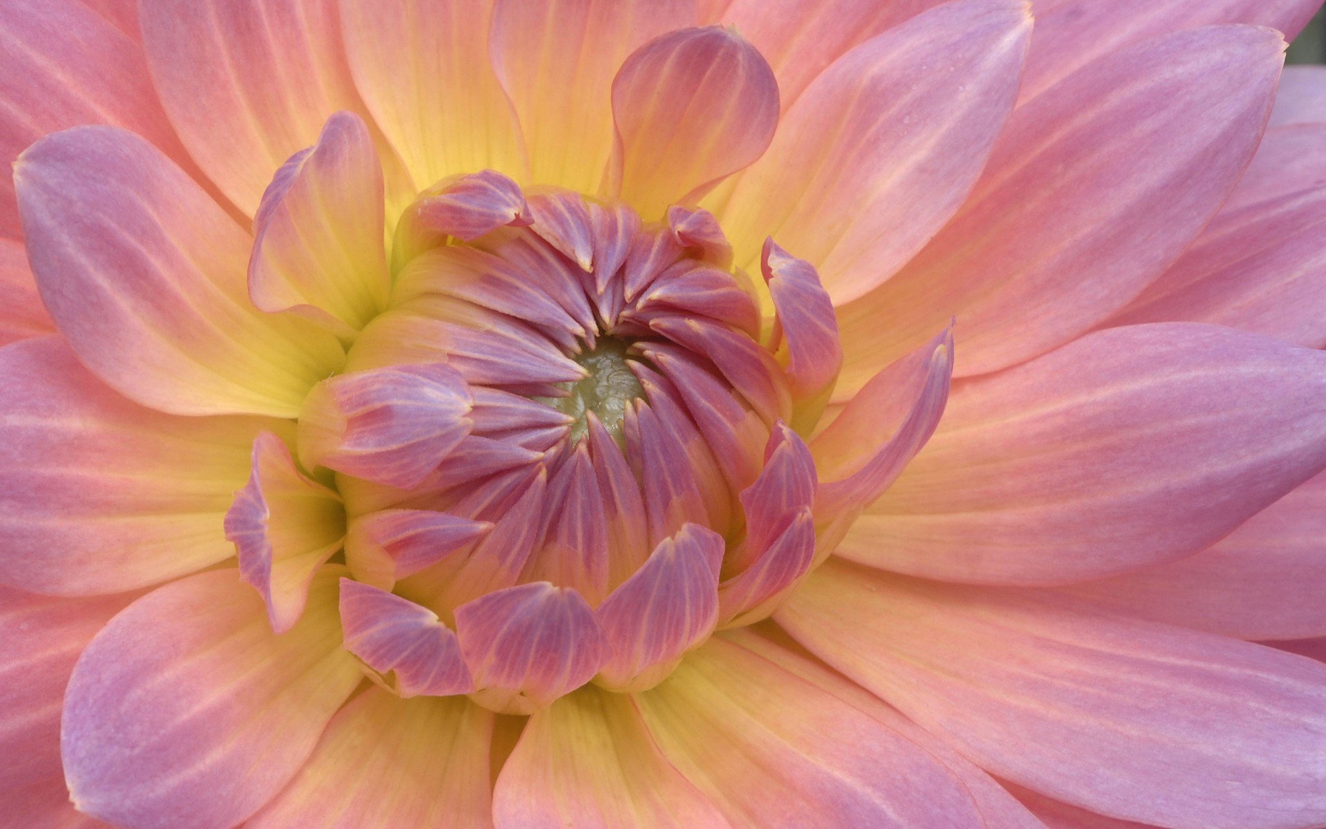 dahlia purple yellow petals bud