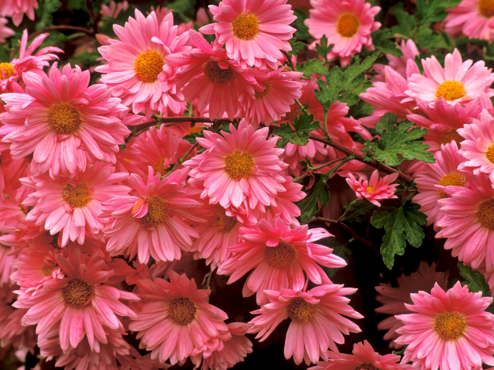 fleurs chrysanthèmes fond