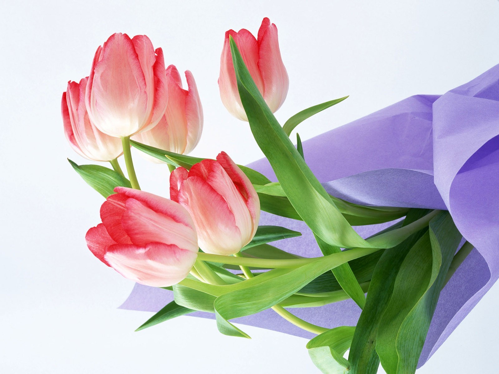 tulipes bouquet fleurs