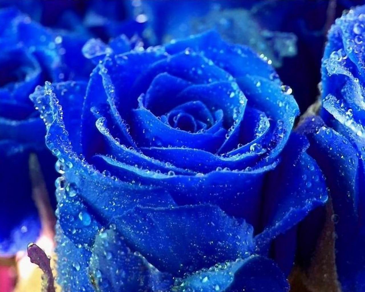 rosas azul gotas rocío rareza