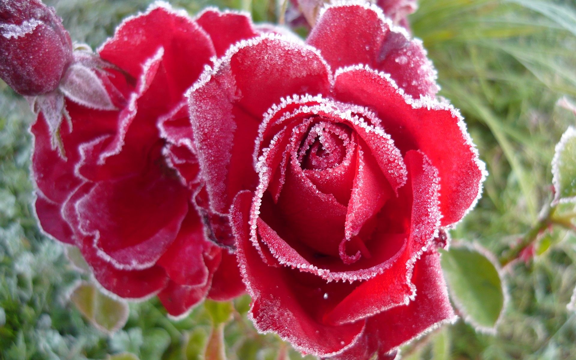 roses givre bourgeons