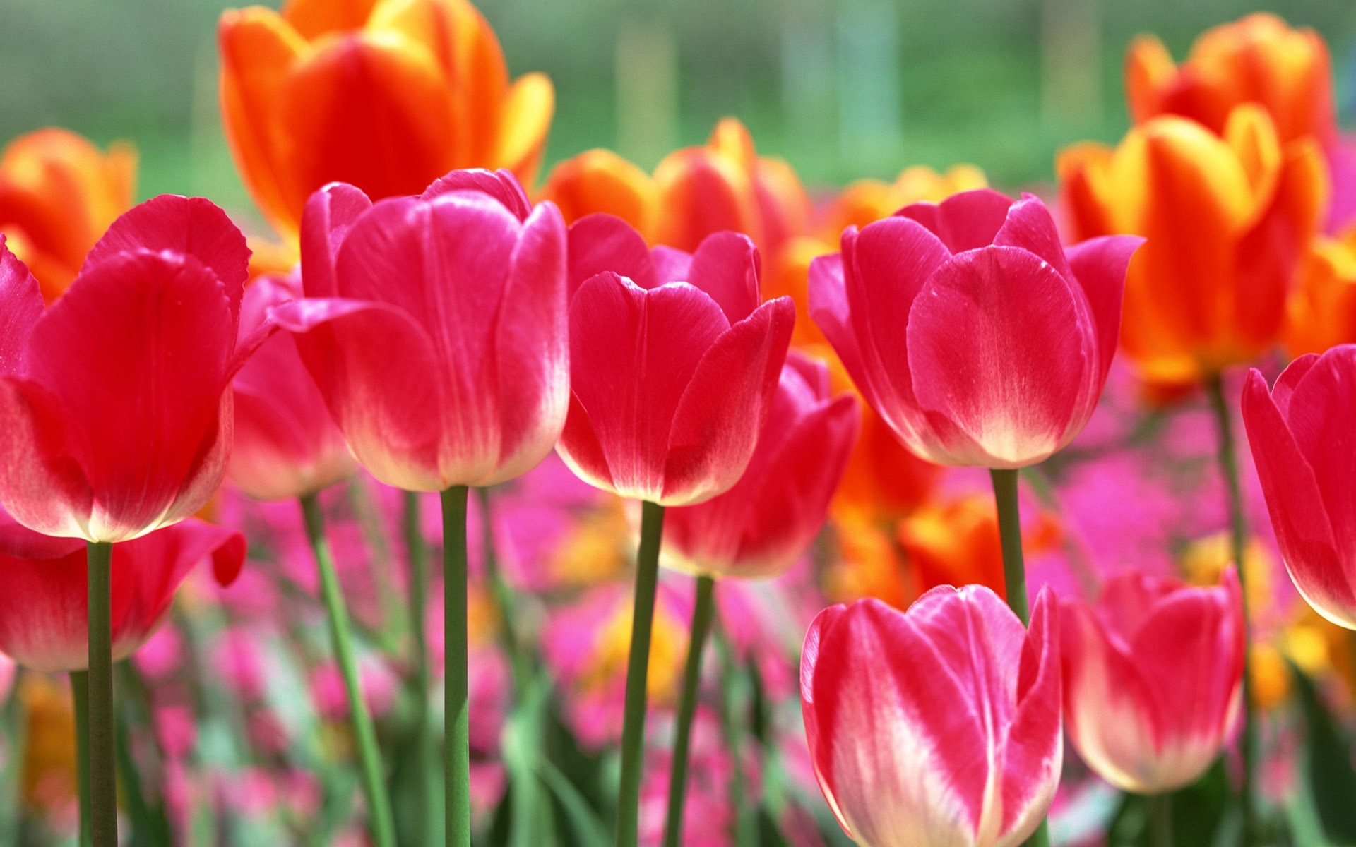 fiori tulipani primavera