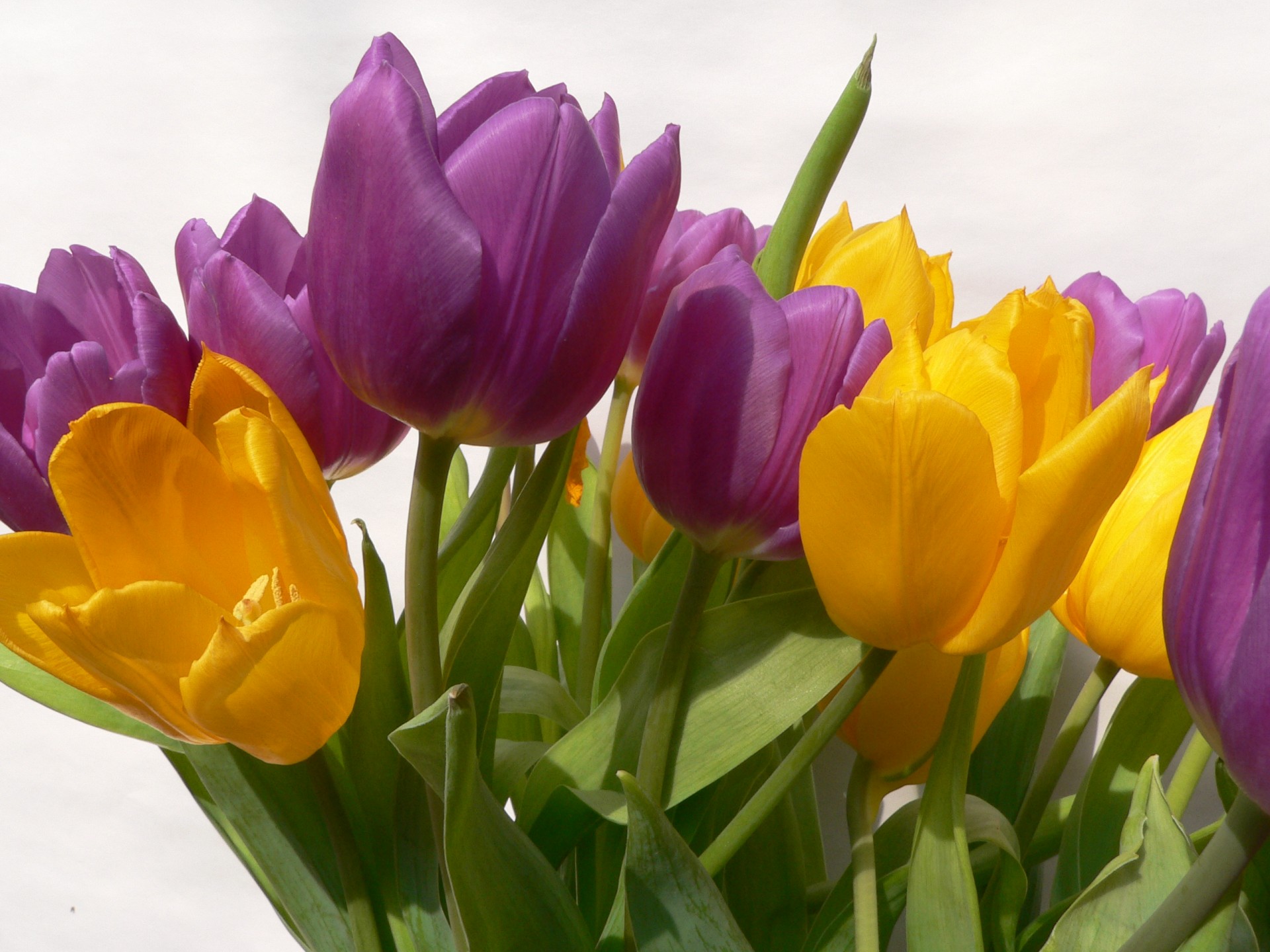 tulipani fiori 8 marzo