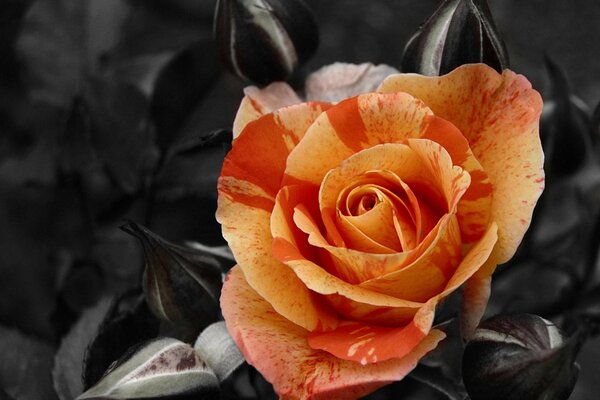 Rose orange sur fond noir de feuilles