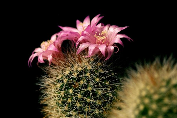 Blooming cactus on a black background