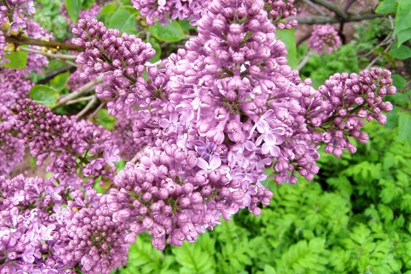 Lilac bush on a May morning