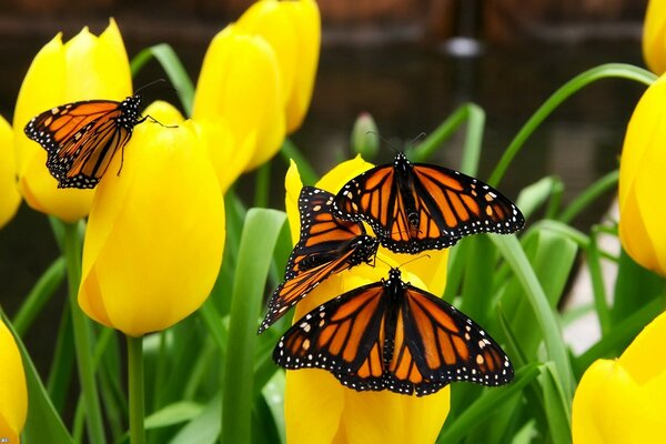 Schmetterlinge sitzen auf gelben Tulpen