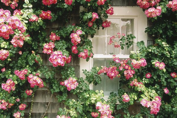 Mur de maison avec fenêtre en fleurs