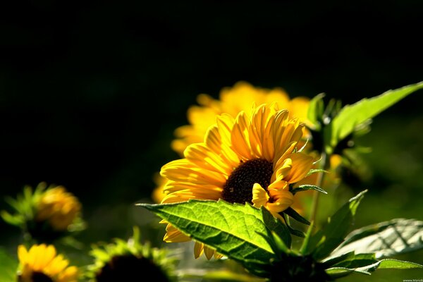 Sonnenblumen begrüßen einen sonnigen Morgen