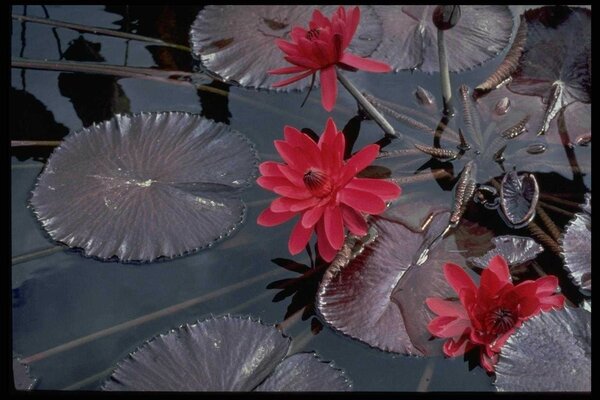 Belles fleurs sur la surface de l eau