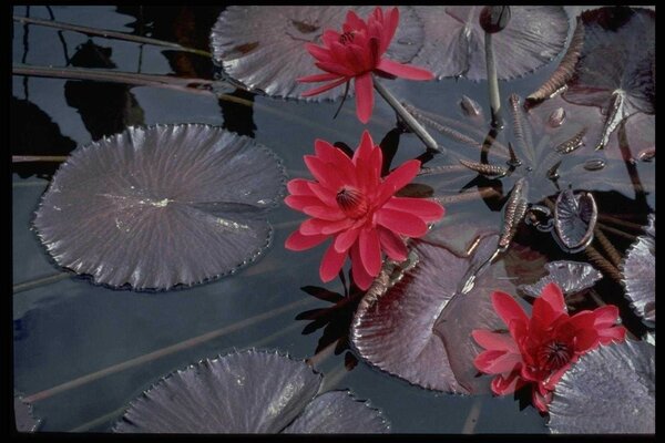 Bellissimi fiori sulla superficie dell acqua