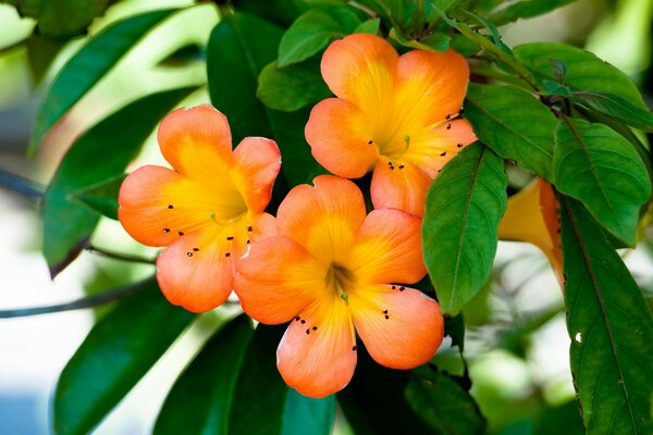 Delicate orange Asian flowers on a tree