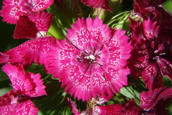 Beautiful red flowers up close