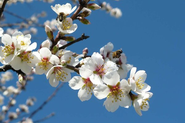 Le printemps est venu au printemps