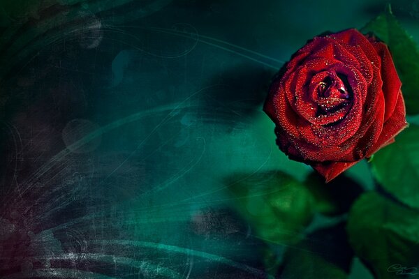 Red rose on a beautiful background