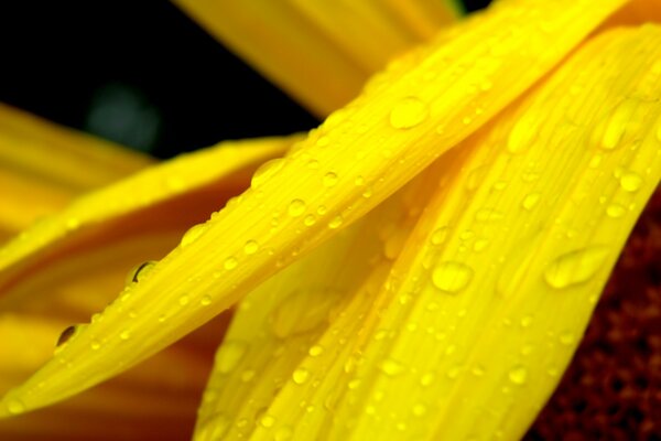 Роса на желтых лепестках цветка