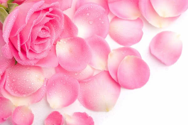 Blütenblätter von rosa Rosen auf weißem Hintergrund