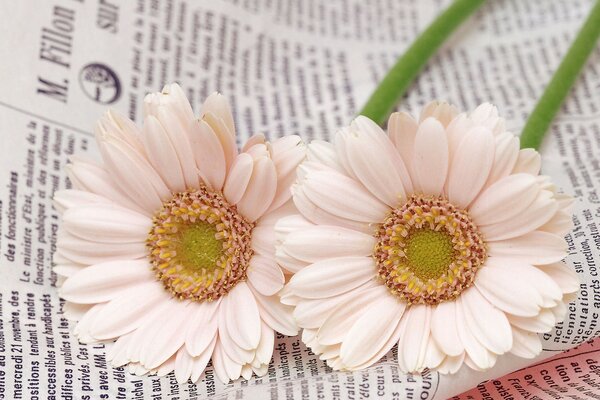 Zwei weiße Blumen auf der Zeitung. Makroaufnahme