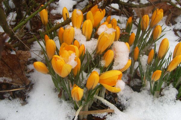 Gelbe Blüten im Frühling im Schnee