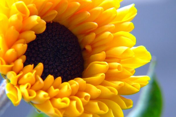 Bright sunflower. Photo up close