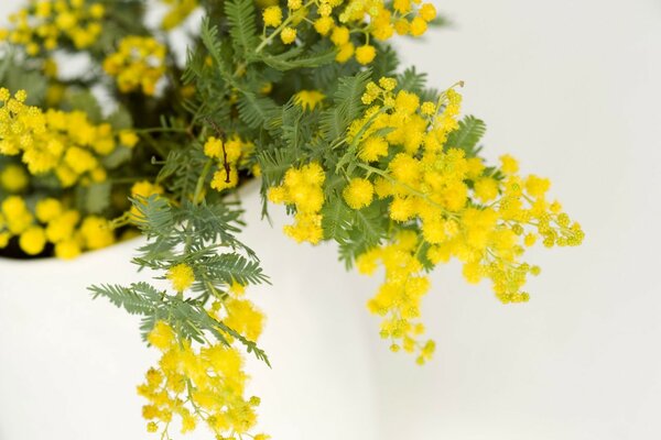 Mimosen zum Feiertag des achten März